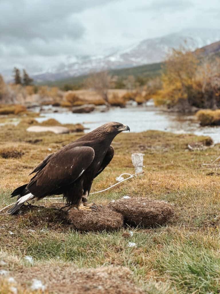 Golden eagle standing on grassy terrain with mountains and a river in the Altai region of western Mongolia.
