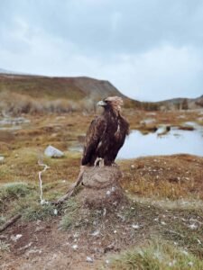 eagle hunter tour Mongolia golden eagle Tavan Bogd