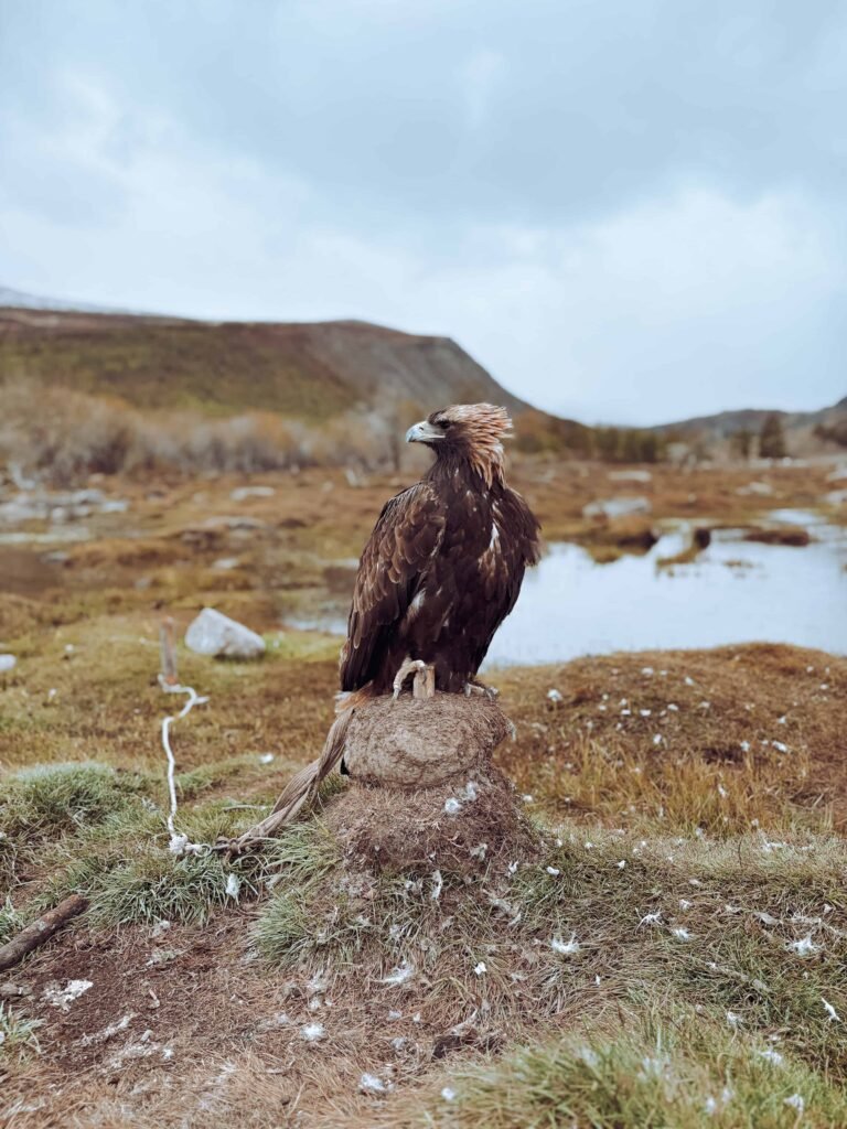 Golden eagle resting on a rock in a rugged Mongolian landscape