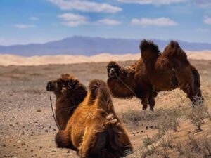 Gobi Desert camel trek Mongolia Bactrian camels