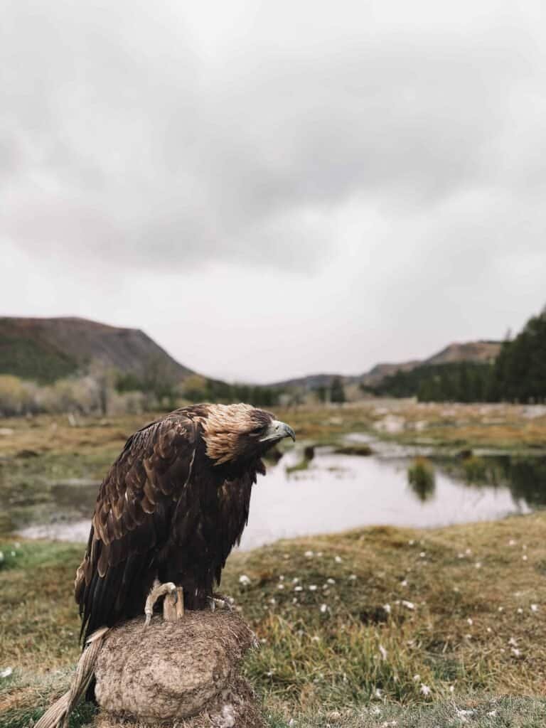 Golden eagle perched on a rock in the Mongolian wilderness