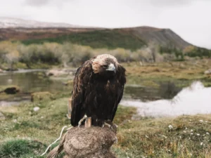 eagle hunter tour Mongolia golden eagle Tavan Bogd