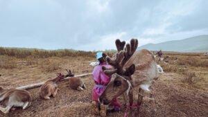 Tsaatan woman milking reindeer Mongolia reindeer herder tour Taiga
